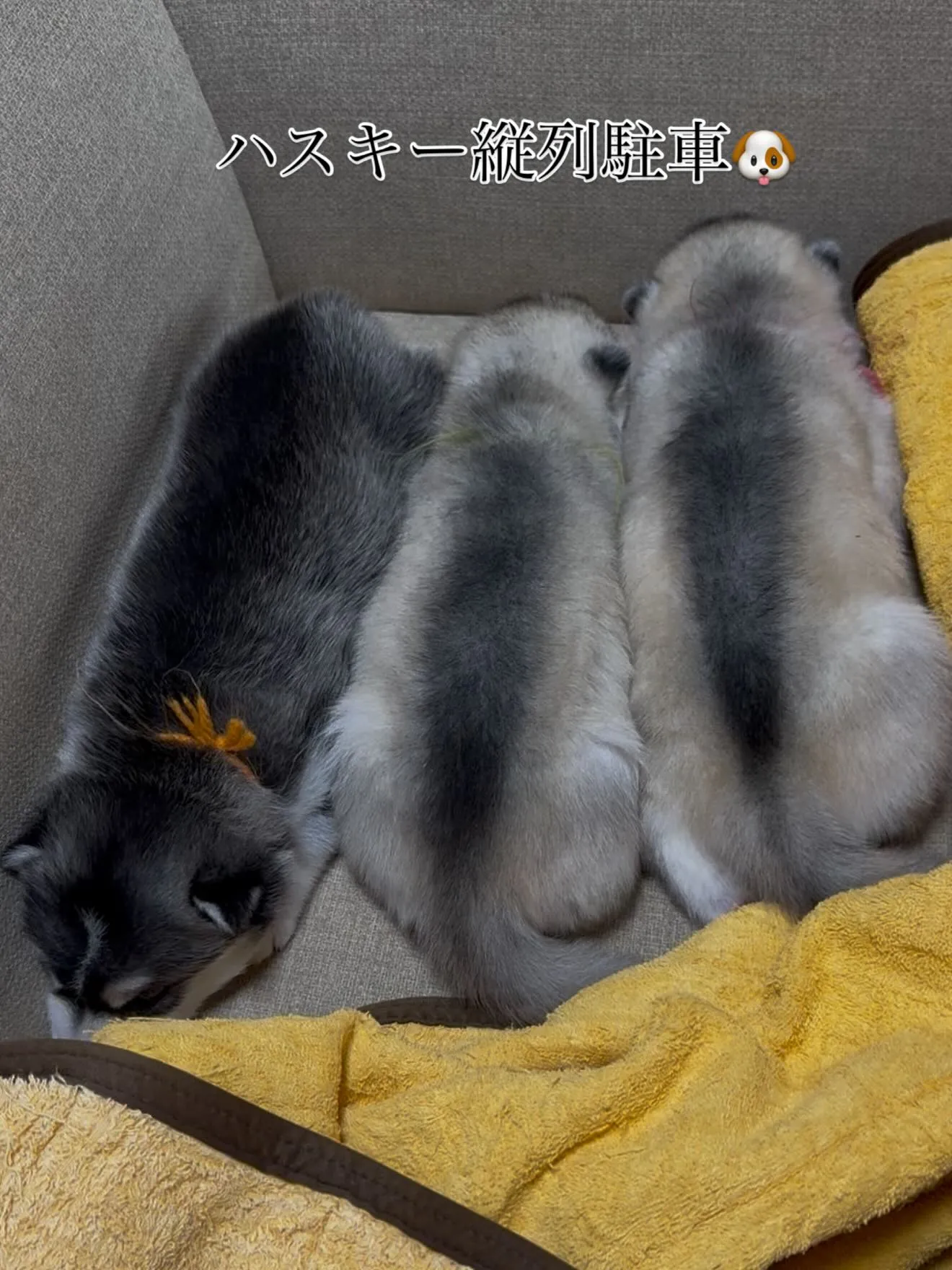 午前のひととき🐶