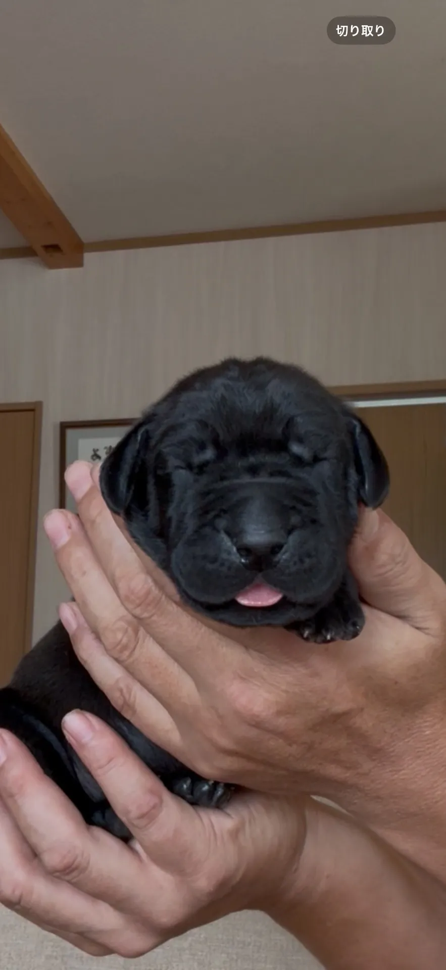 ご家族が決まりました。兵庫県お客様ありがとうございました。