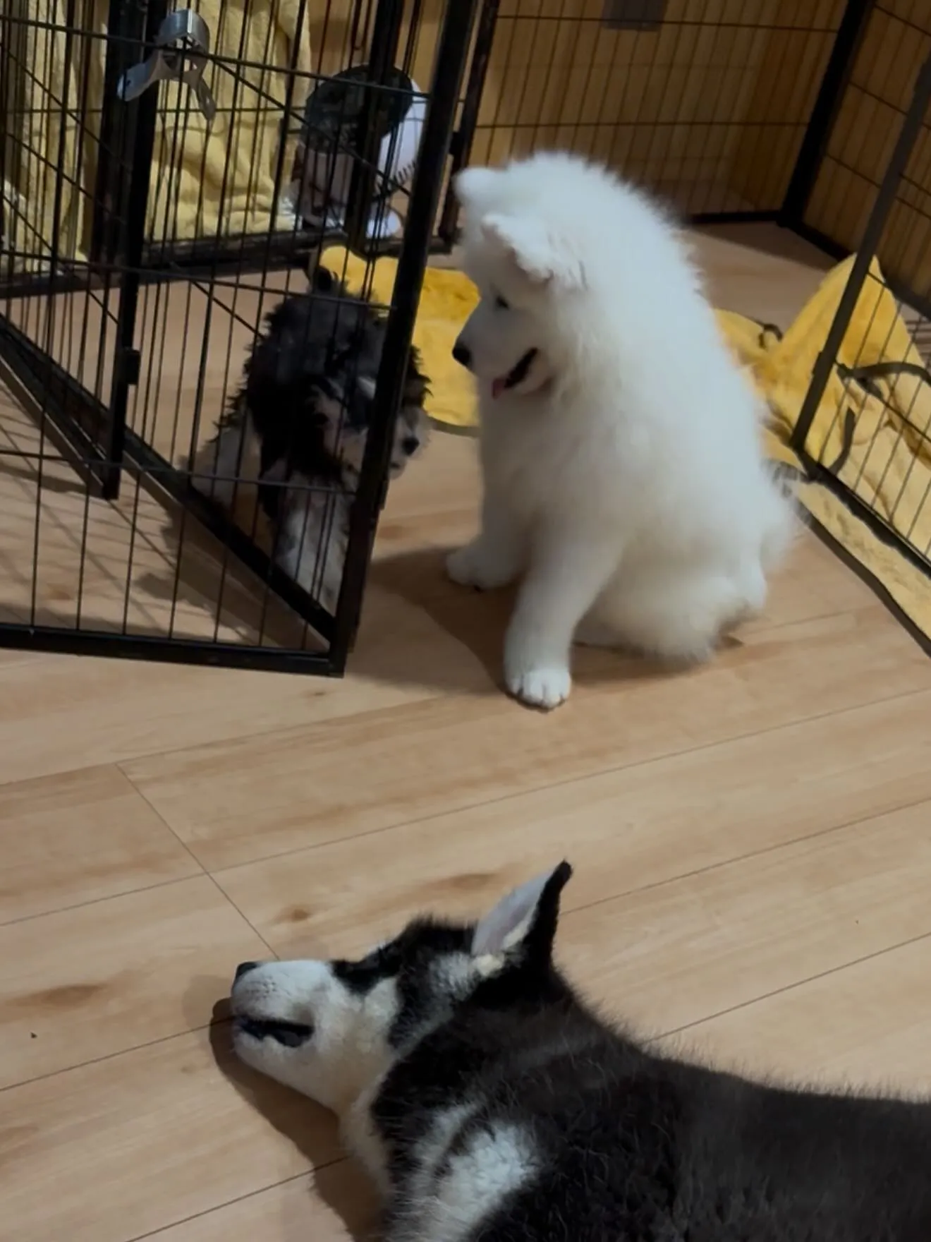 おはようございます。