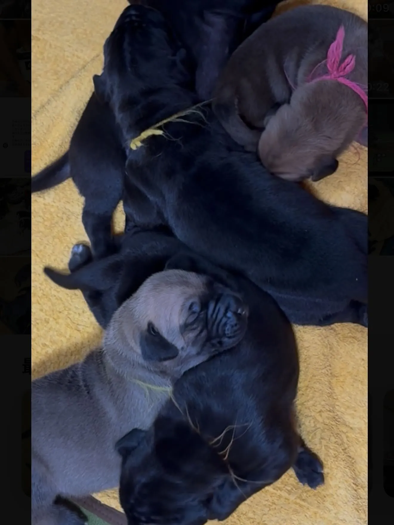グレートデン🐶　スクスクと成長しております😌
