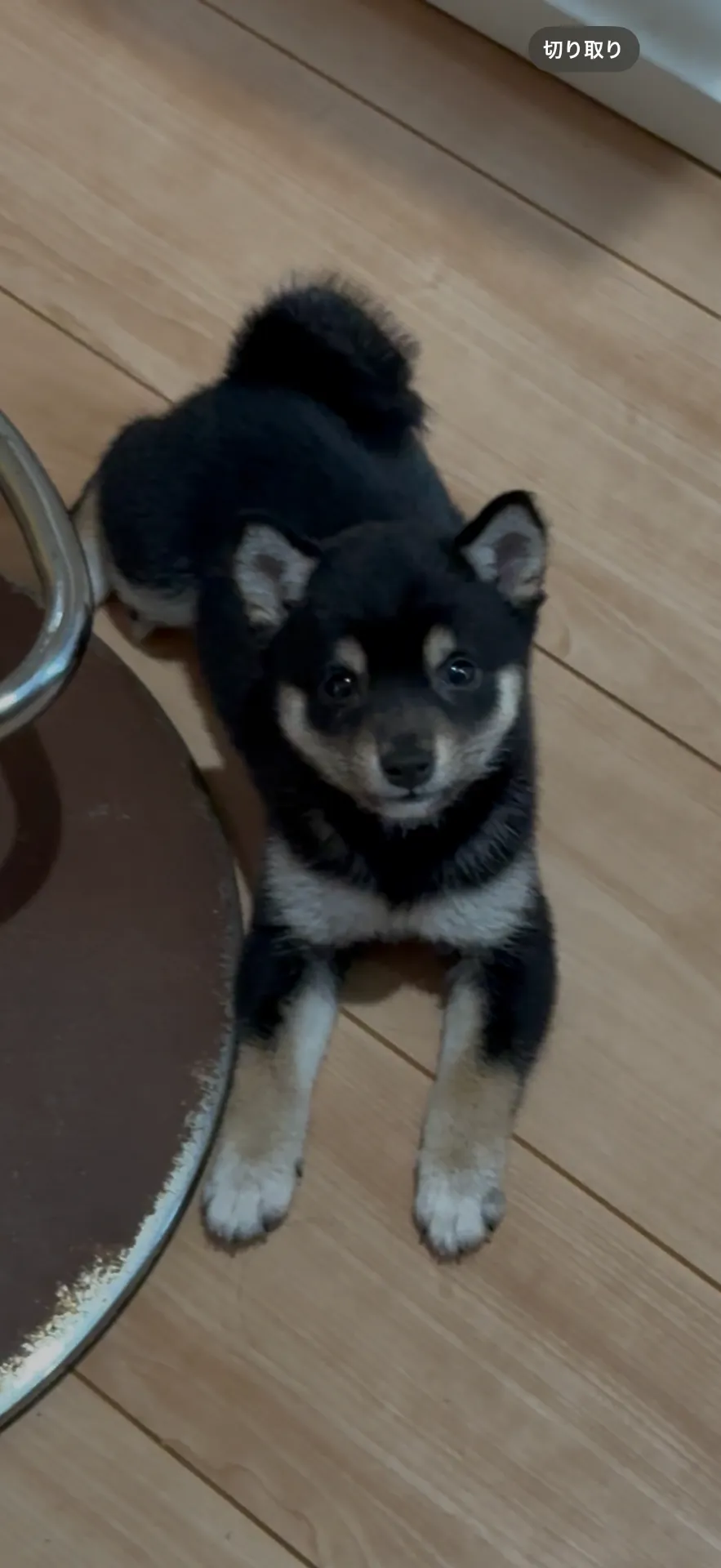 ご家族が決まりました。武雄市お客様ありがとうございました。