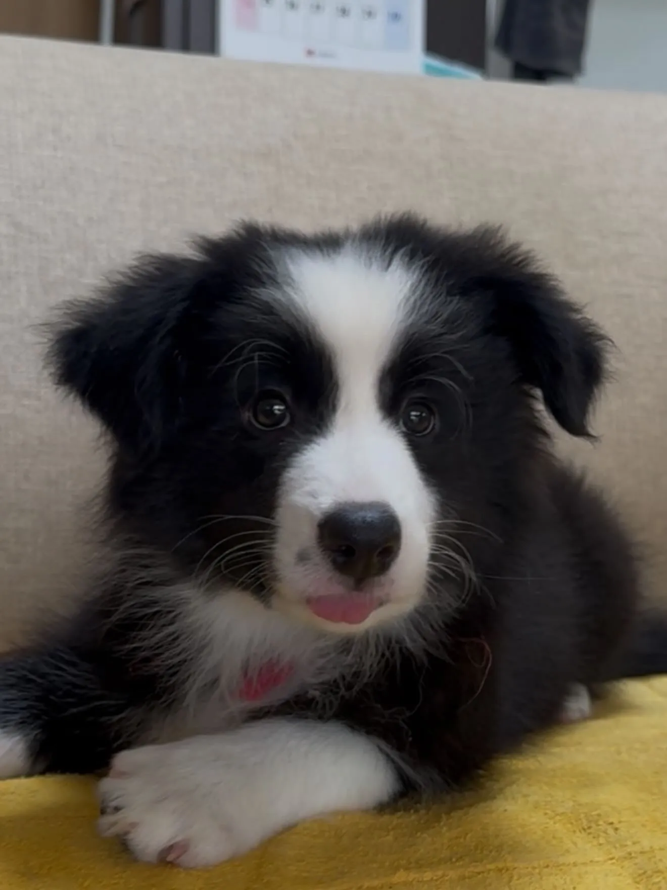 いつも仲良しだった2人🐶