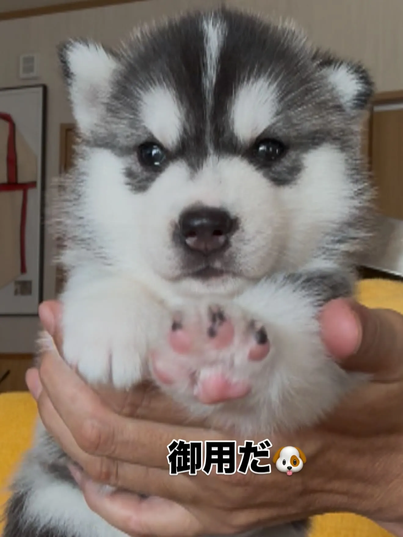 お盆のひととき🐶