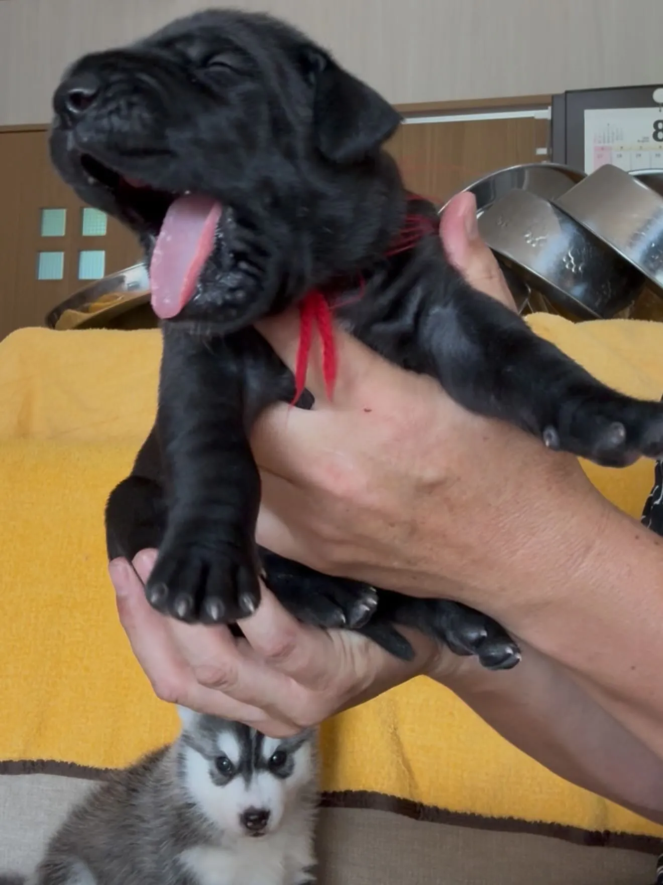 お盆のひととき🐶