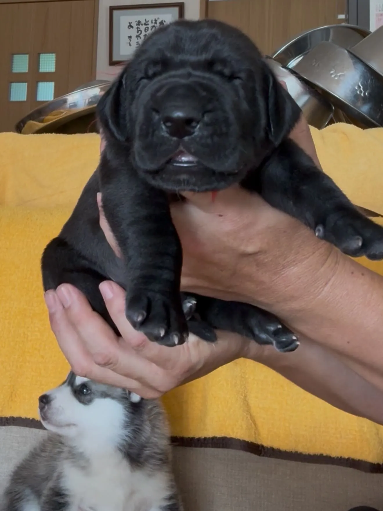 お盆のひととき🐶