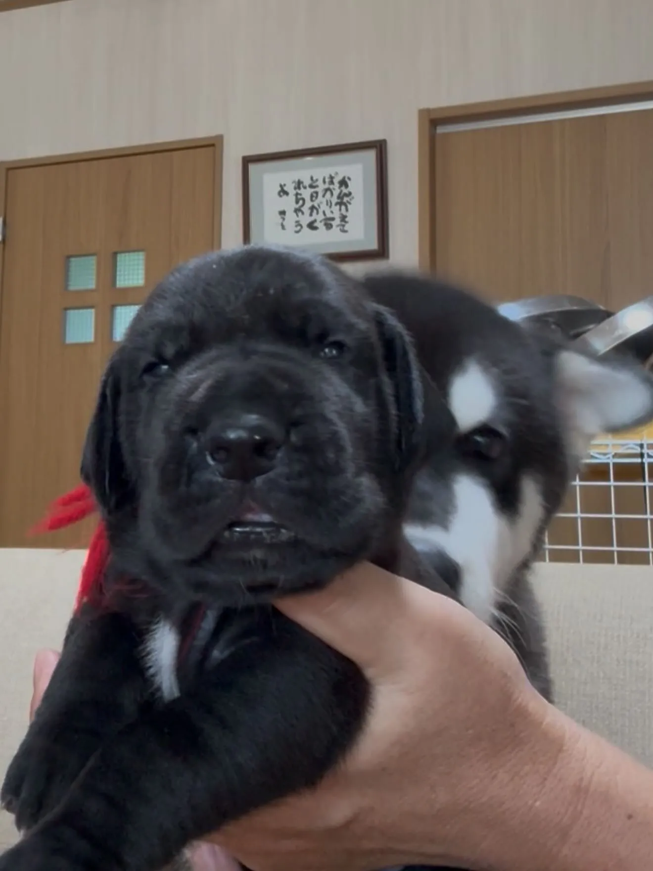午後のひととき🐶