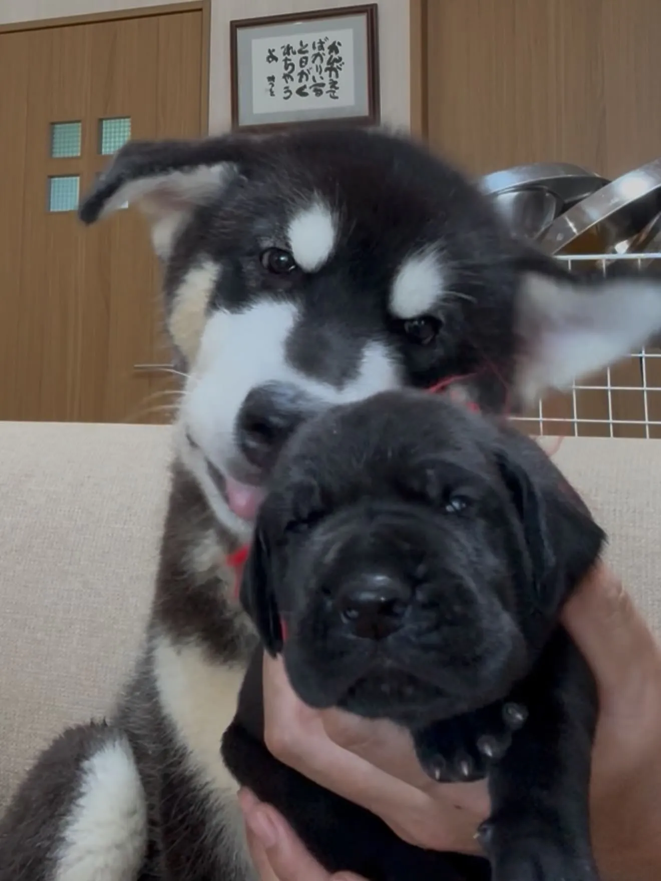 午後のひととき🐶