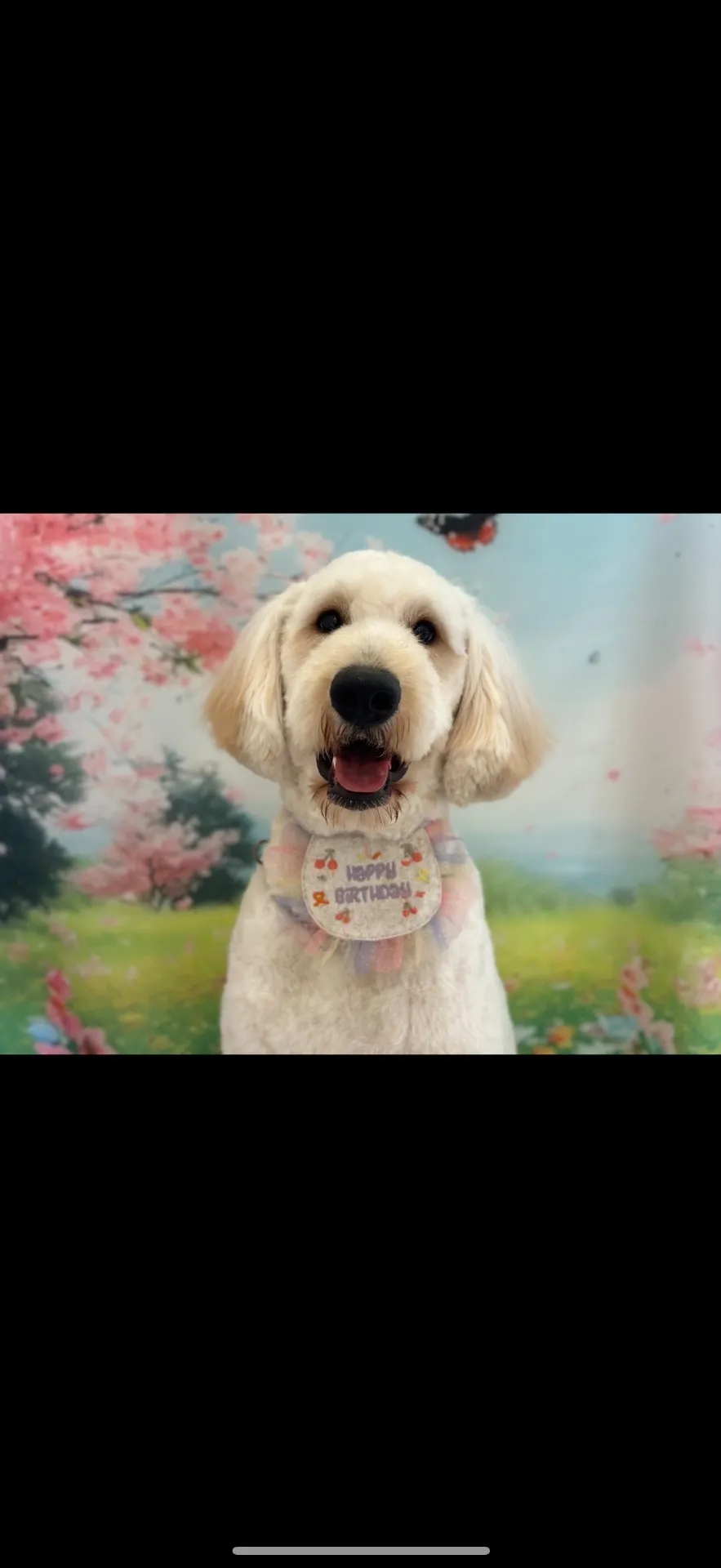 芸能界はじめ大人気のゴールデンドゥードゥル！男の子21.8万円