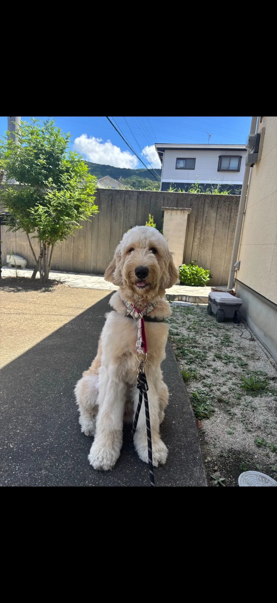 相当な美人さんになります！ゴールデンドゥードゥル女の子　24.8万円