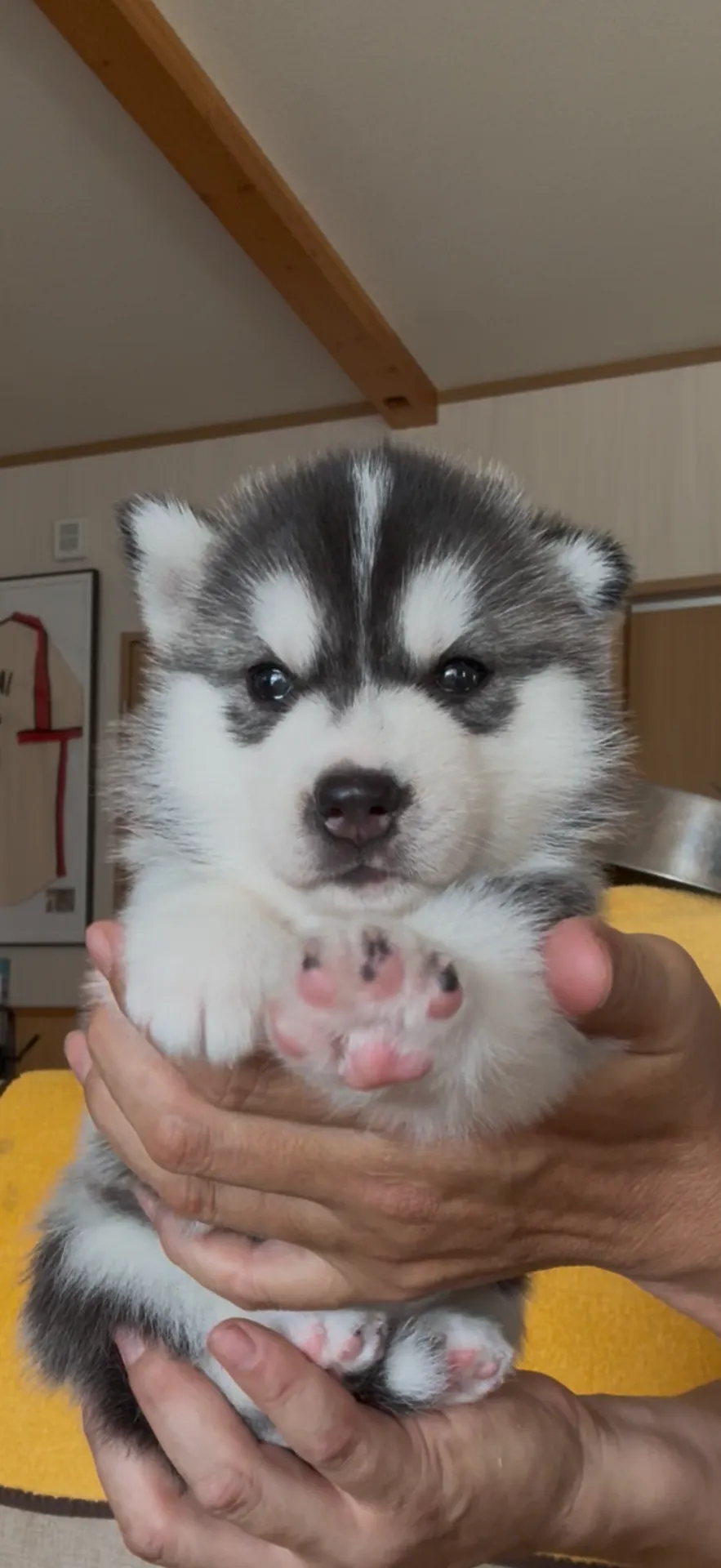 ご家族が決まりました。福岡県お客様ありがとうございました。