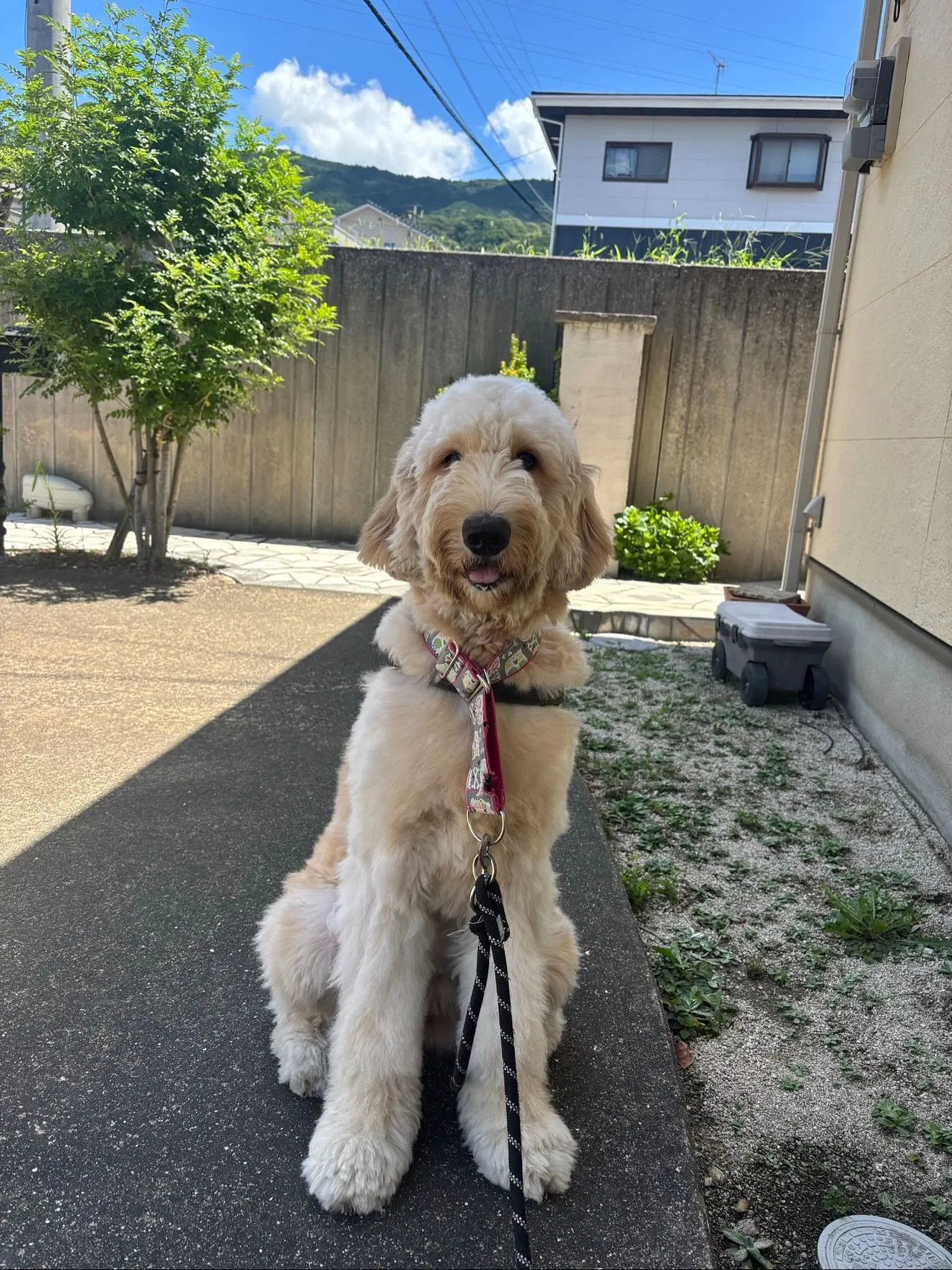 ゴールデンドゥードゥル🐶