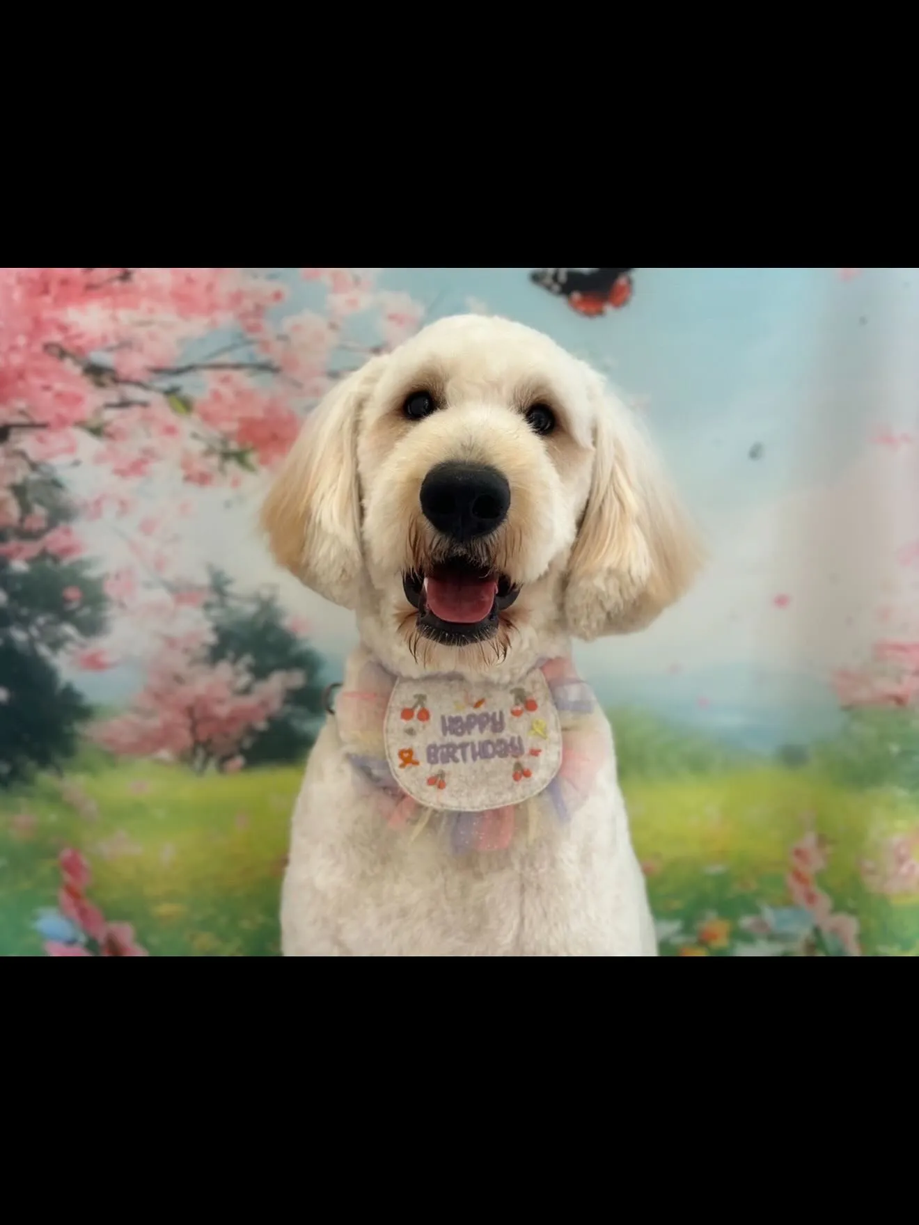 ゴールデンドゥードゥル🐶