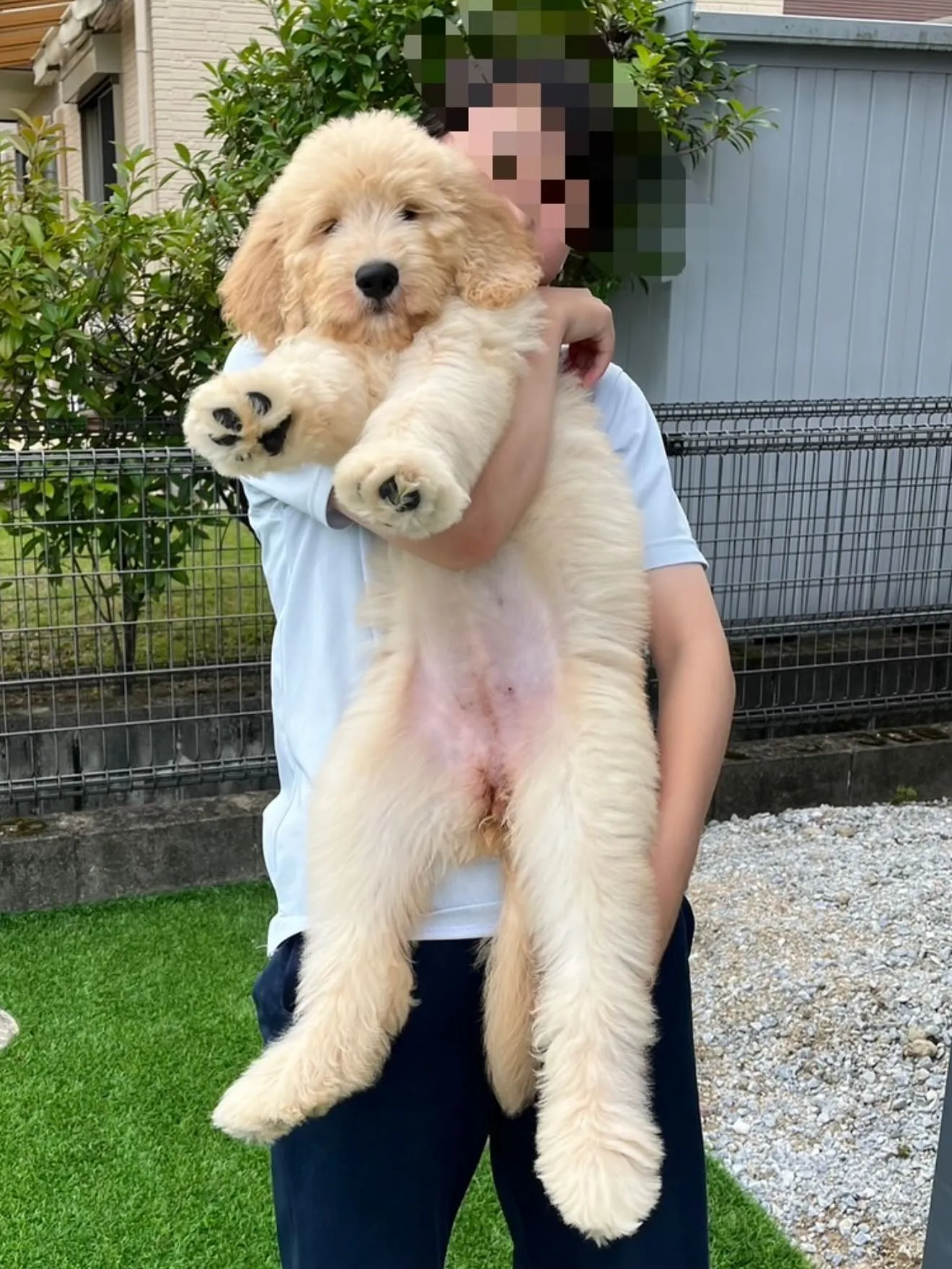 ゴールデンドゥードゥル🐶