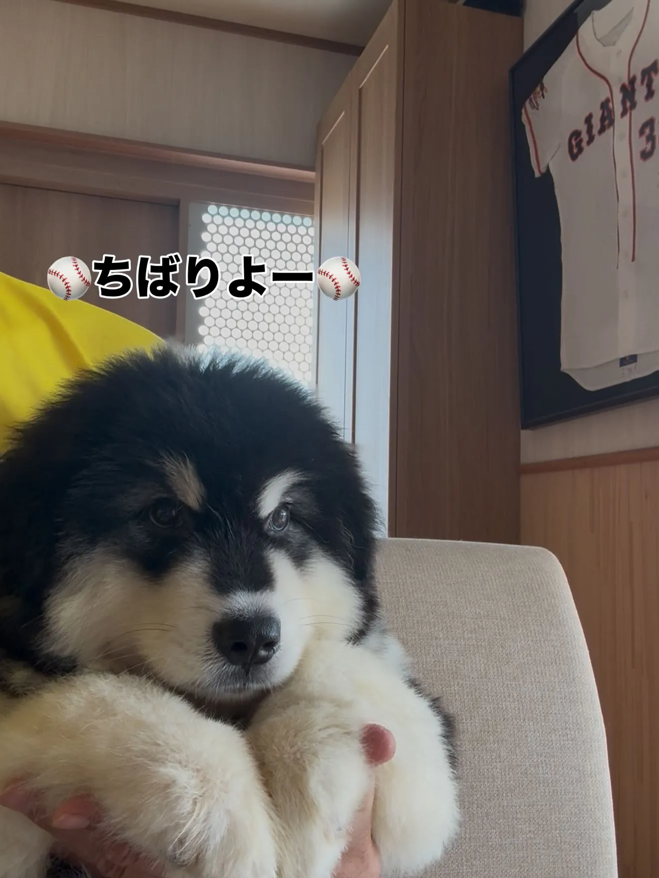 どら右衛門🐶と甲子園決勝テレビ観戦📺　