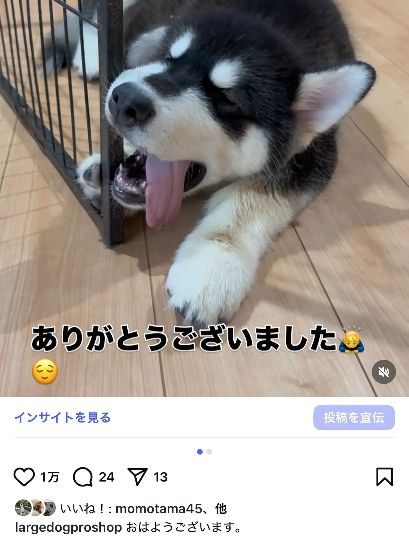 23万人を突破しました🐶