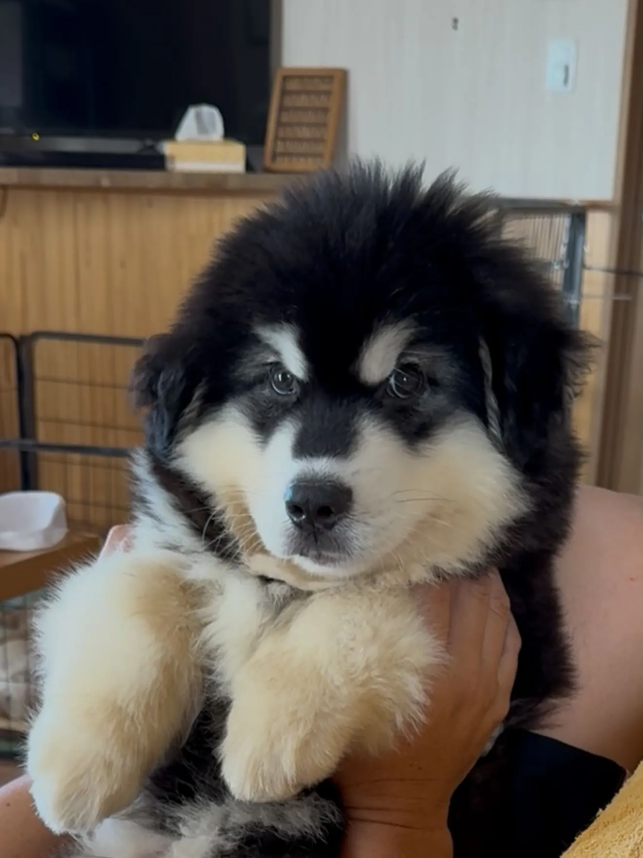朝のひととき🐶