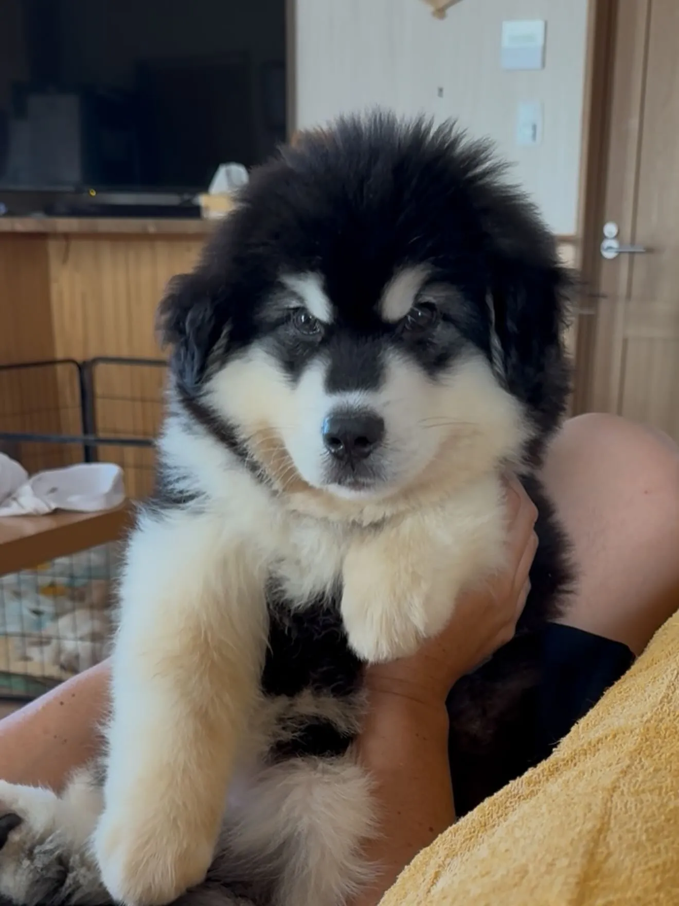 朝のひととき🐶