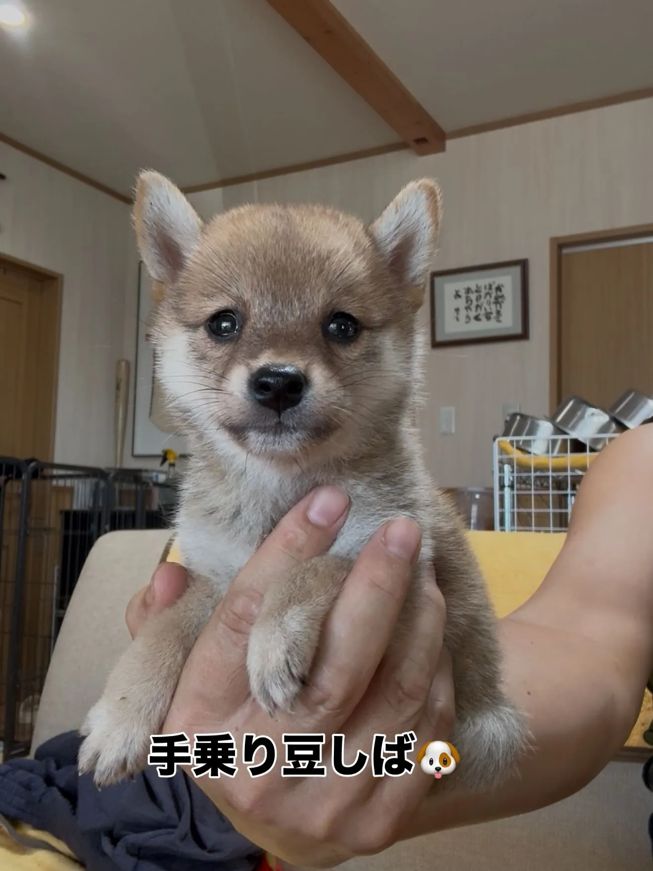 手乗り豆と、愉快な仲間たちがやって来ました🐶