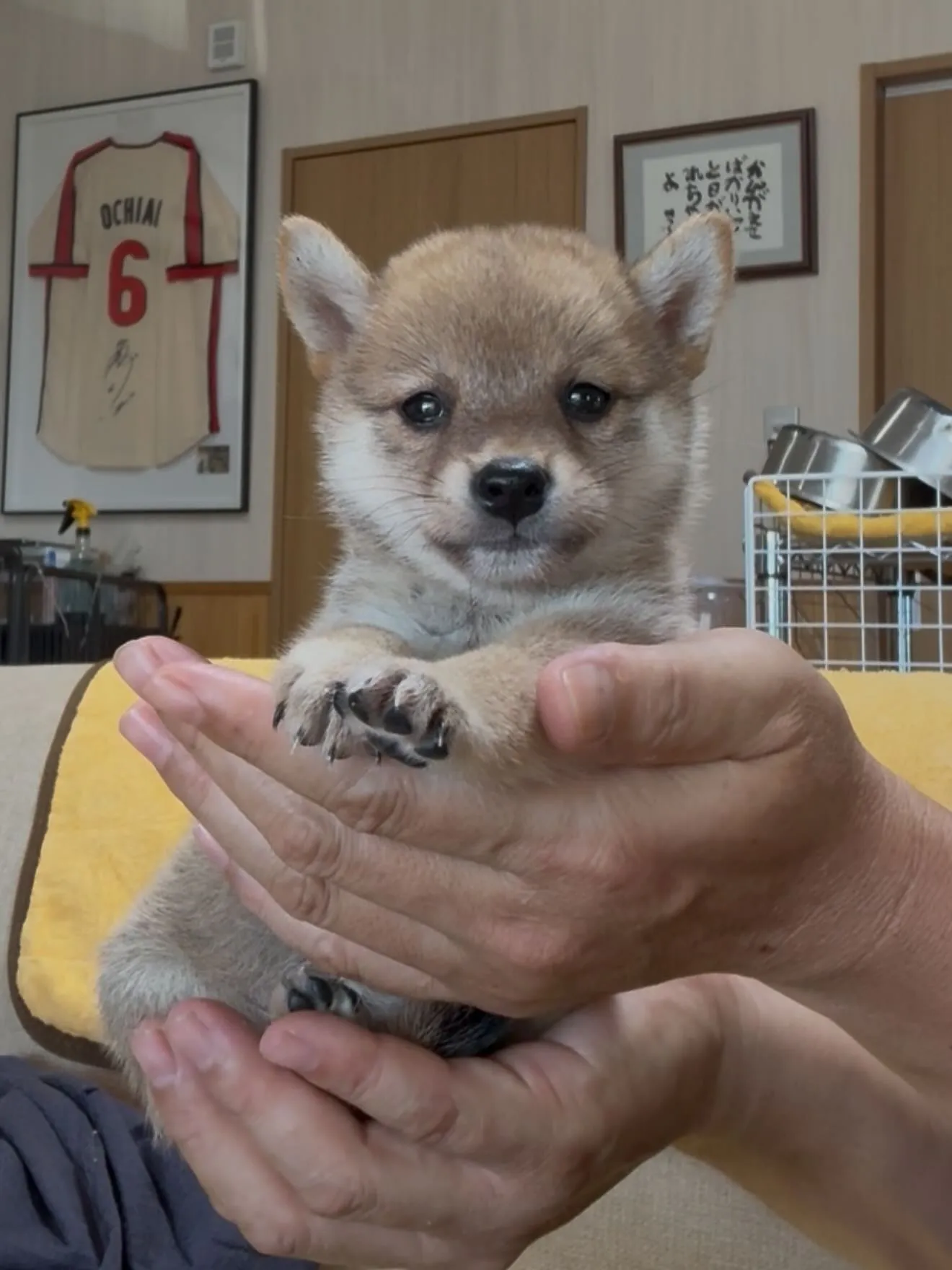手乗り豆と、愉快な仲間たちがやって来ました🐶
