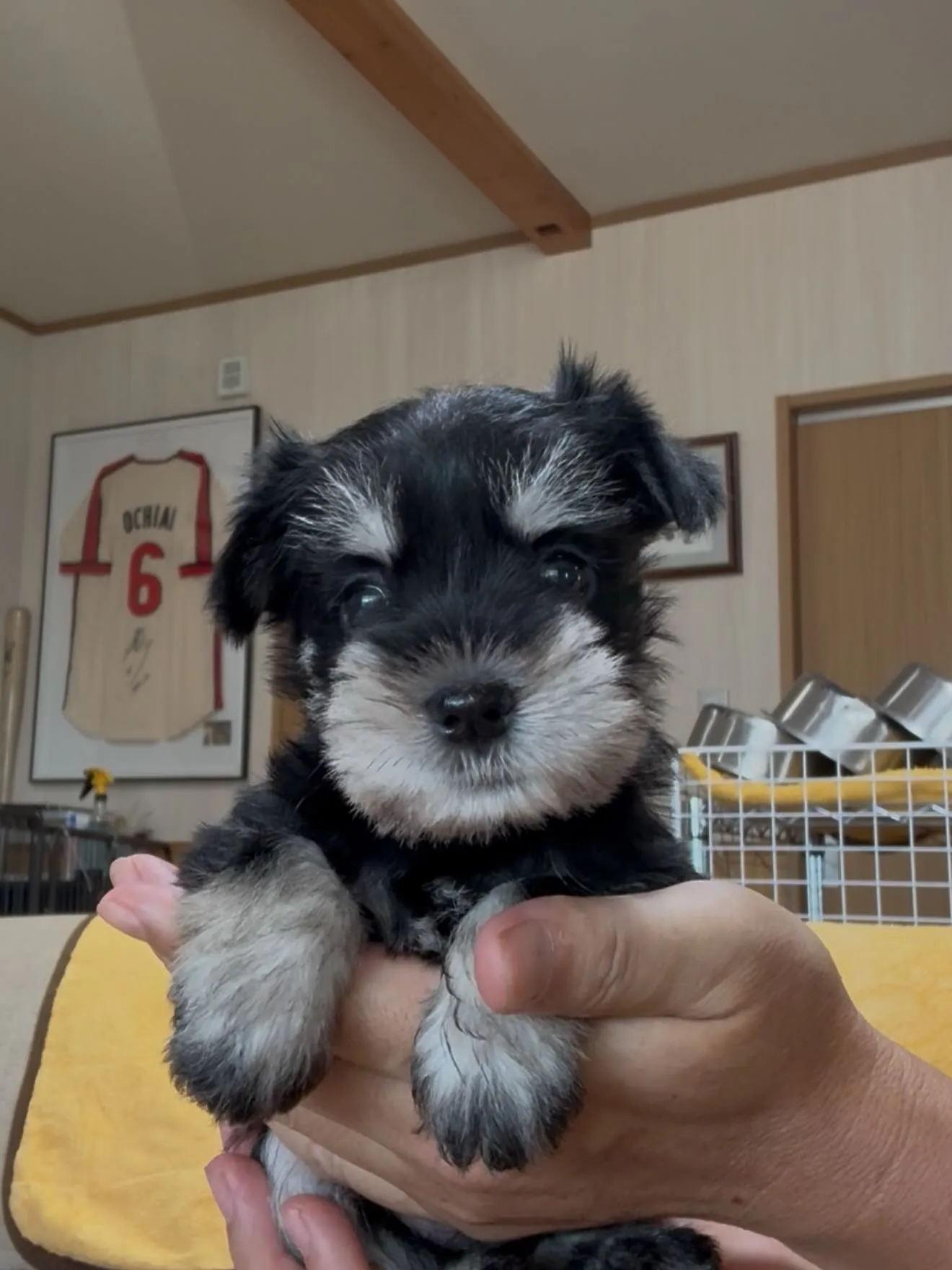 手乗り豆と、愉快な仲間たちがやって来ました🐶