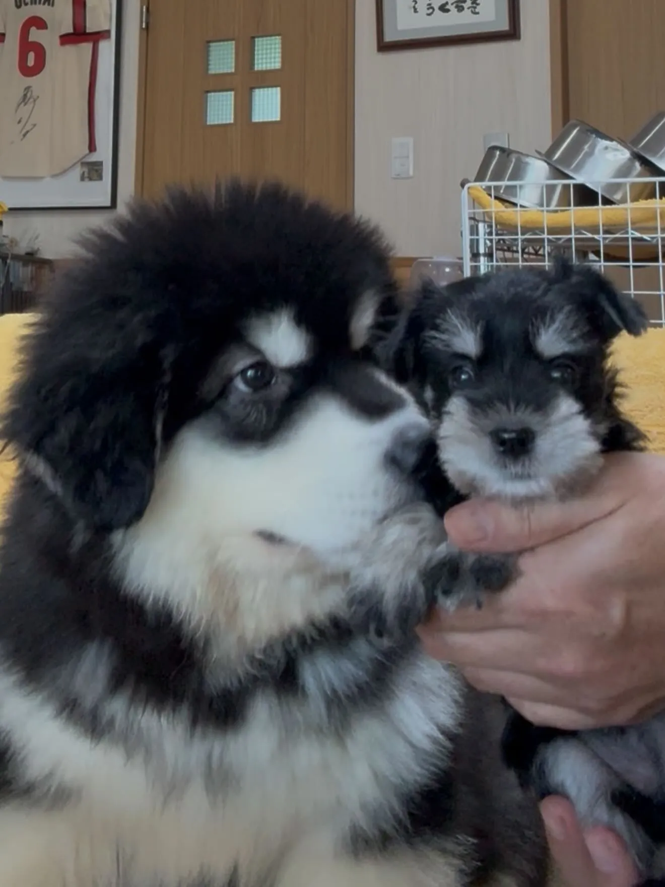 手乗り豆と、愉快な仲間たちがやって来ました🐶