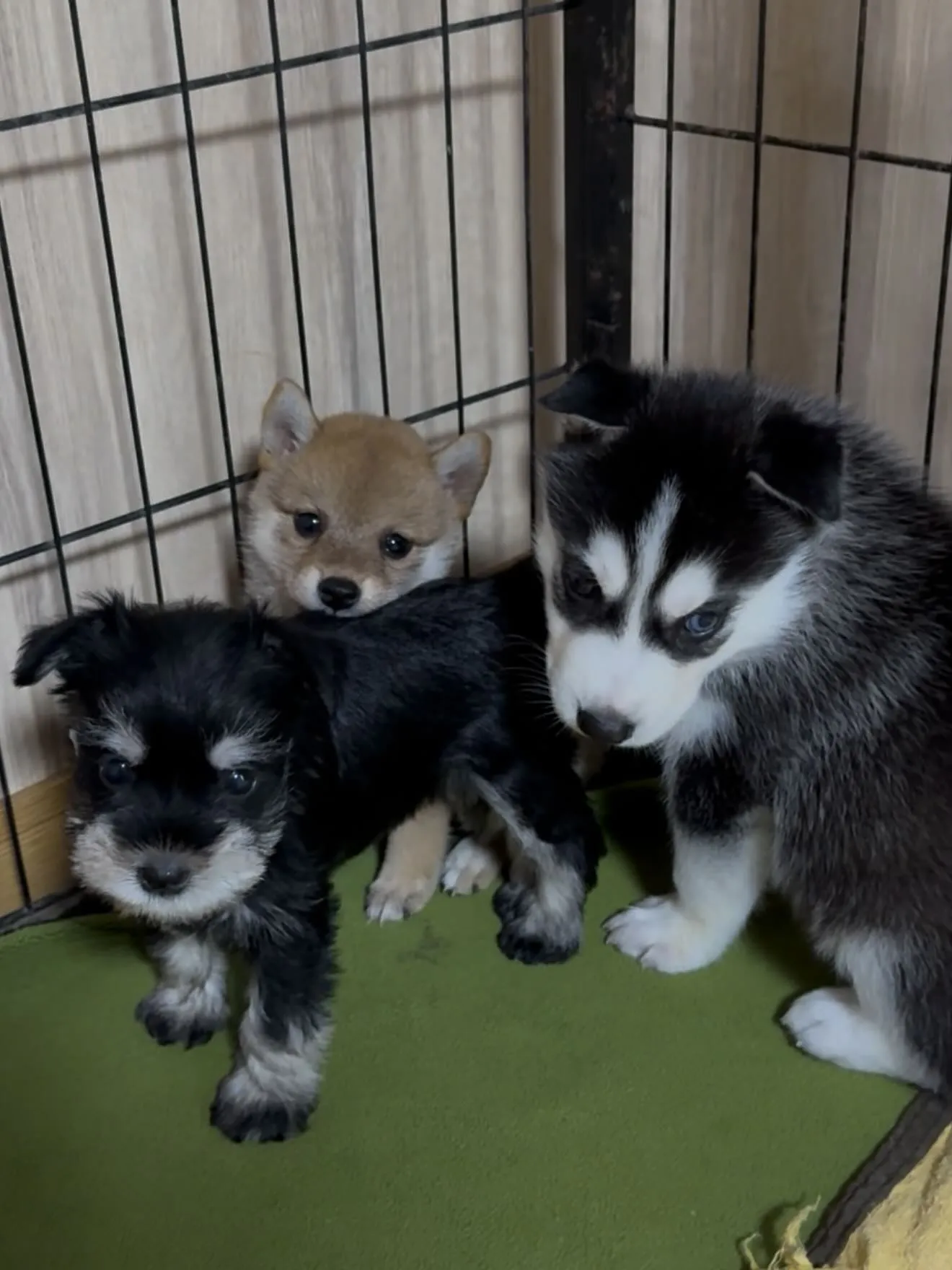 手乗り豆と、愉快な仲間たちがやって来ました🐶
