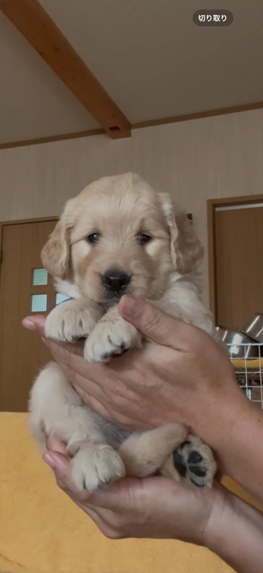 ゴールデンドゥードゥル　男の子　21.8万円　