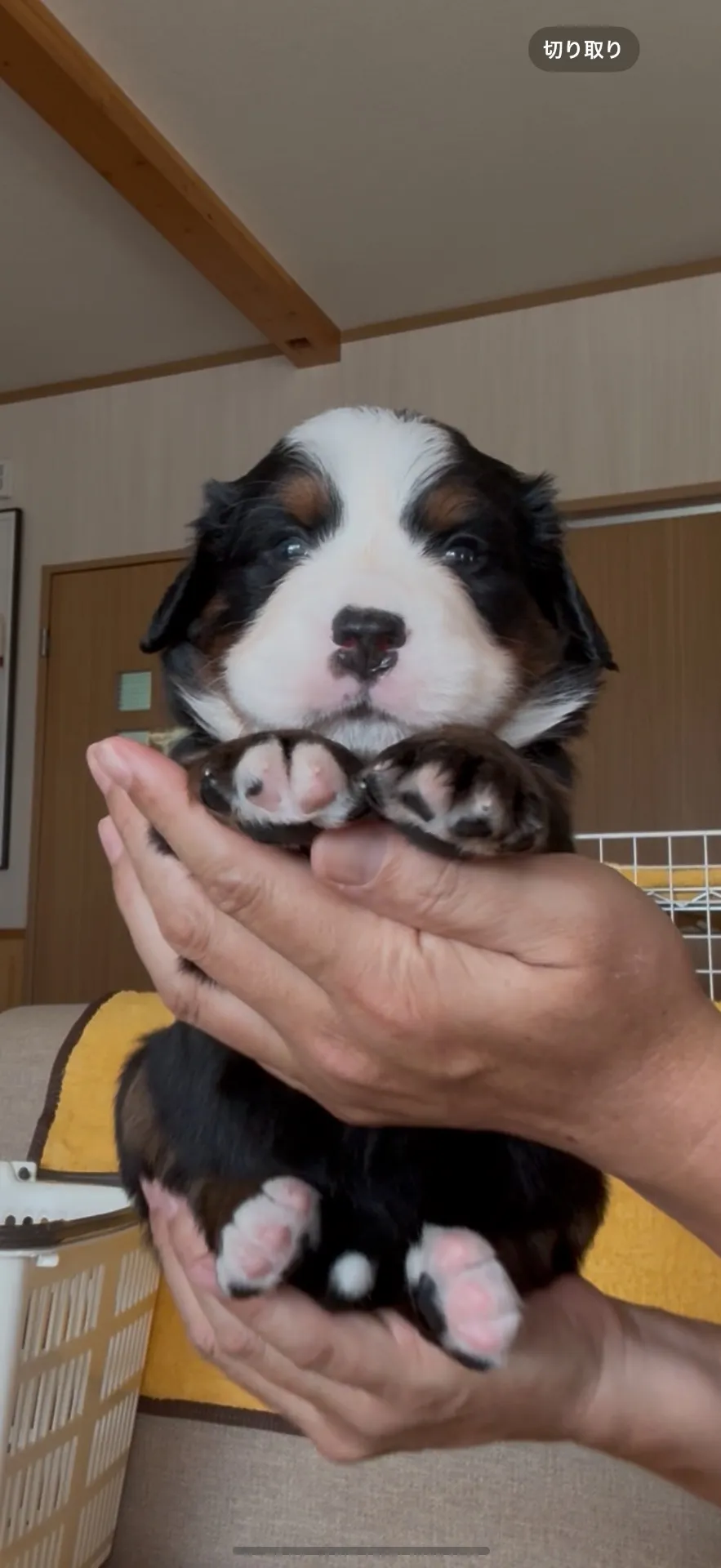 ご家族が決まりました。熊本県お客様ありがとうございました。