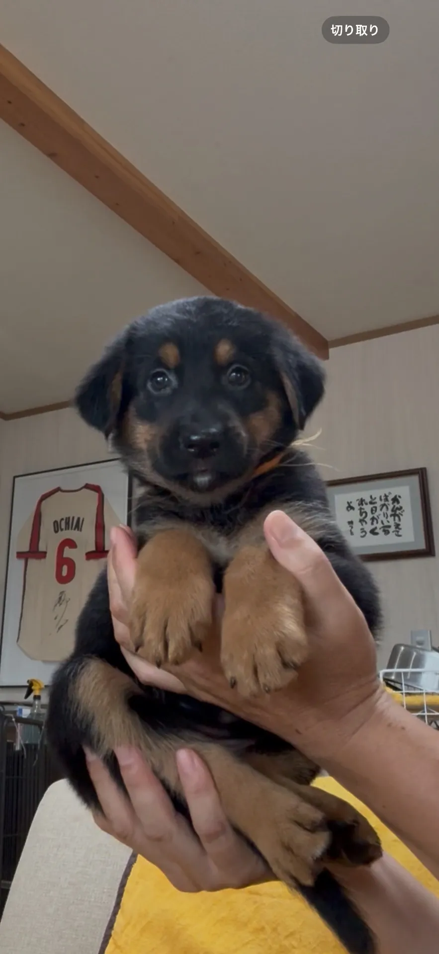 全てのご家族が決まりました。大阪府愛知県岐阜県福岡県佐賀県東京都福岡県長崎県のお客様ありがとうございました。