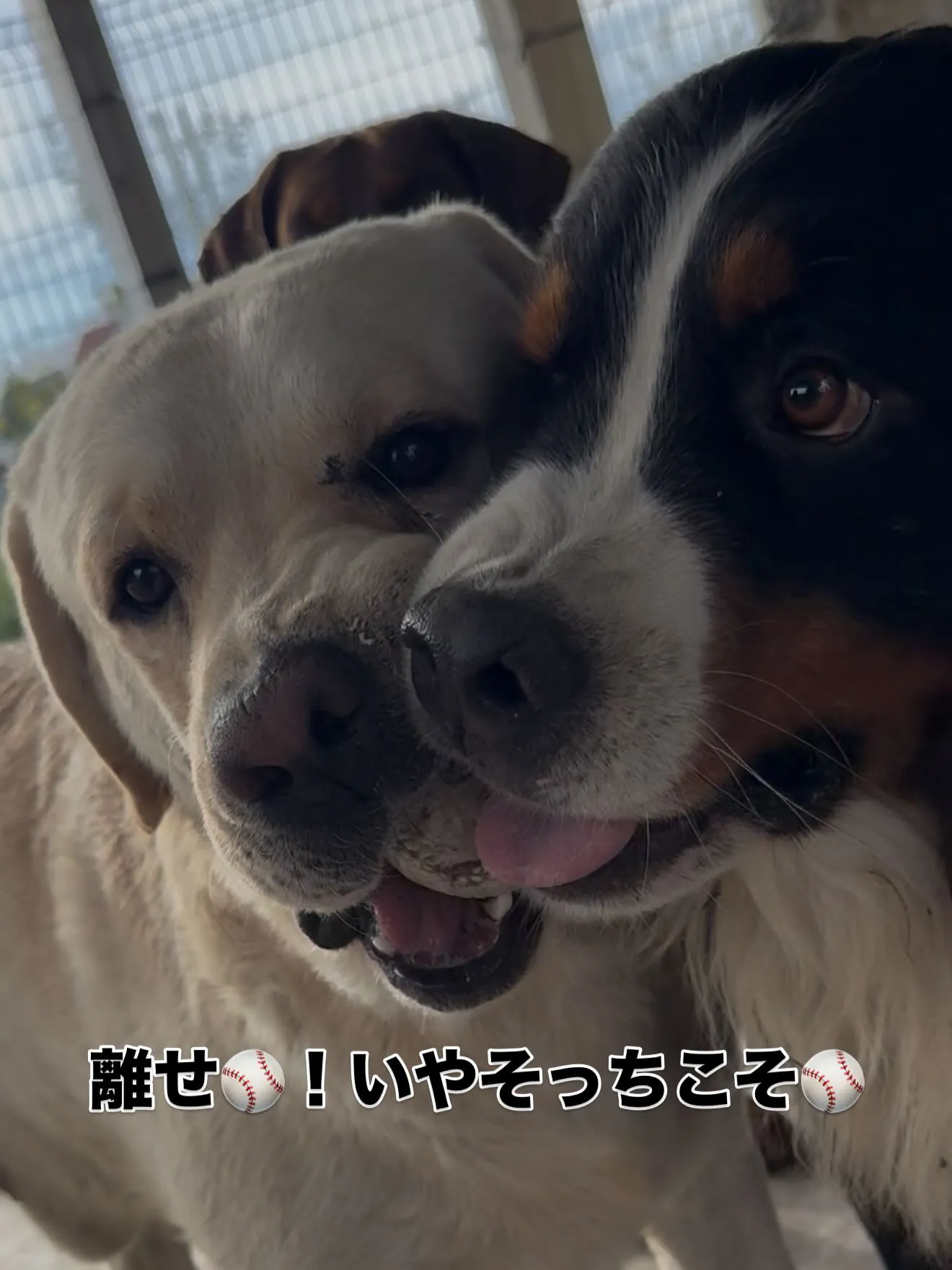 今日も暑い中、一日お疲れ様でした😌🐾　