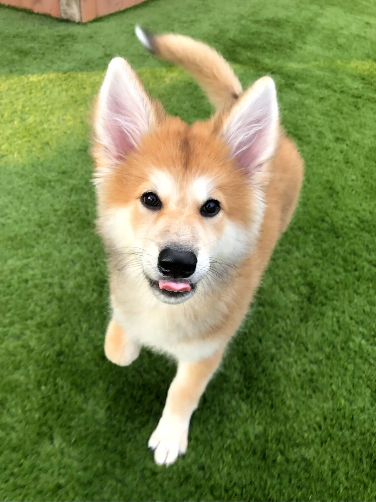 わさこ子🐶（父ジョン⚾️🥲）