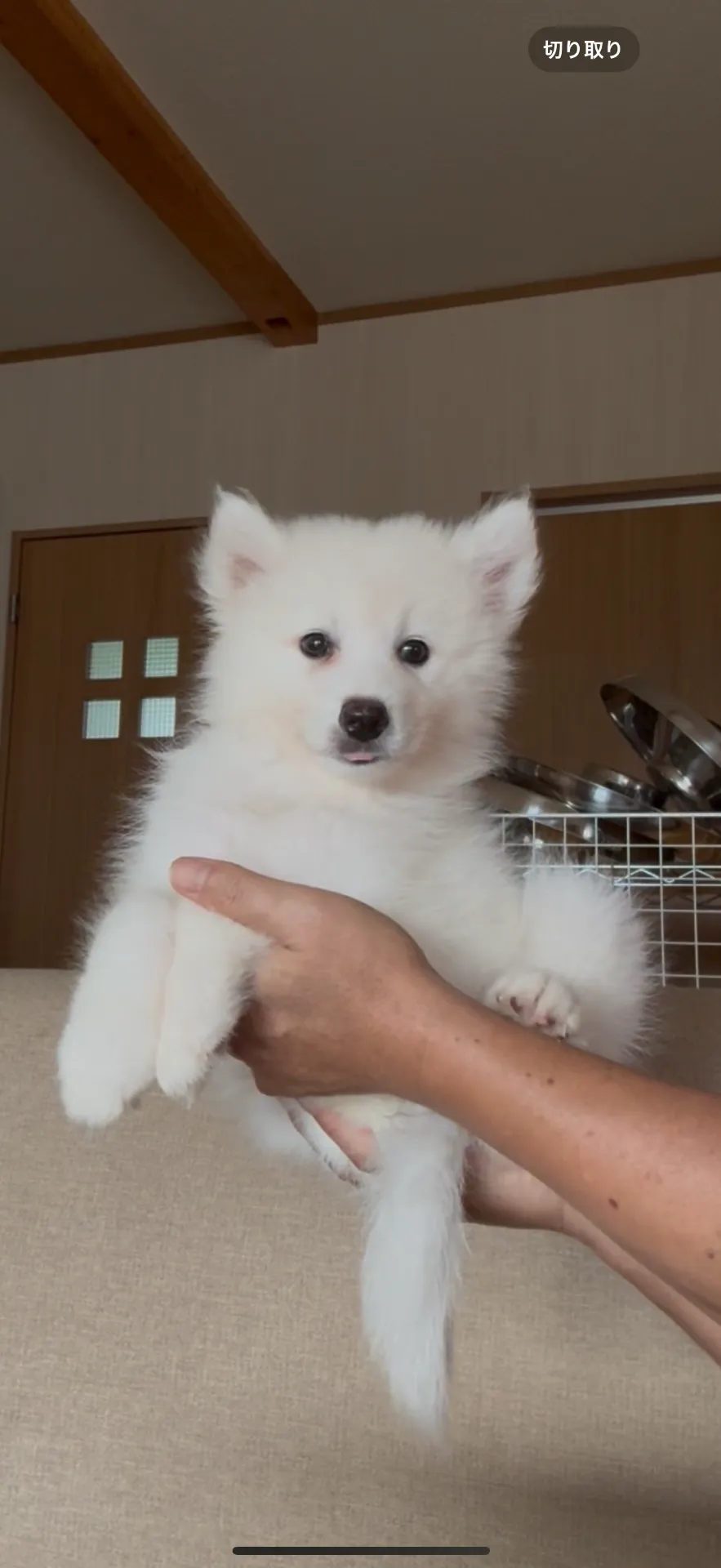 素晴らしいサモエドの女の子です。39.8万円〜