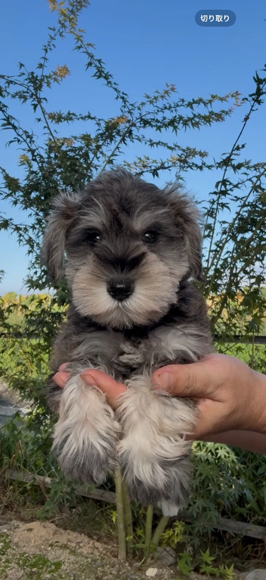 ミニチュアシュナウザー ソルト&ペッパー 男の子 24.8万円 | 子犬情報