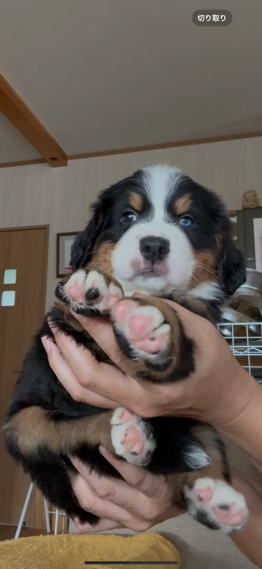 血統抜群！バーニーズマウンテンドッグ　男の子　大特価27.8万円〜