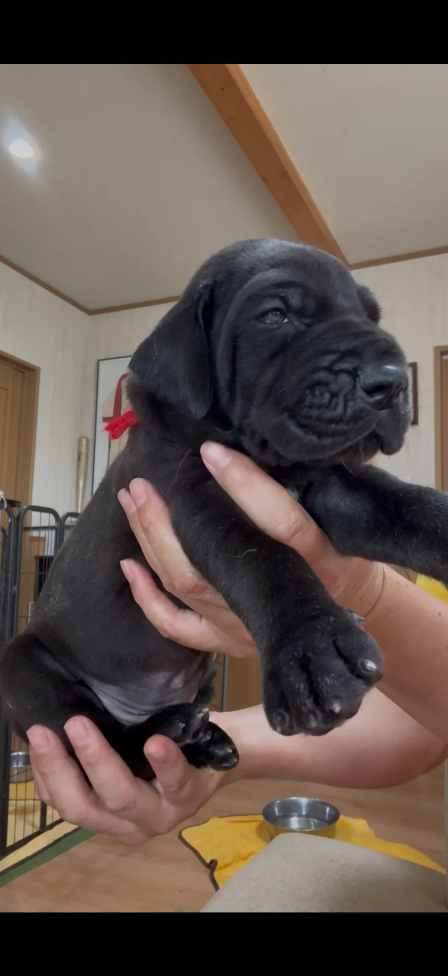 血統抜群！グレートデン　35.8万円〜