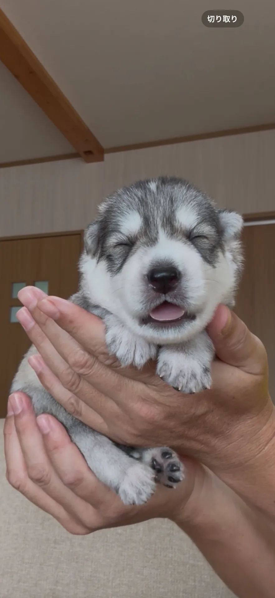 ご家族が決まりました。五島列島お客様ありがとうございました。