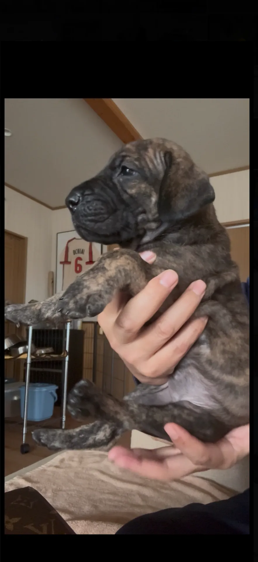 コペン　フィギリン　戯れている子犬 コペン フィギリン 戯れている子犬