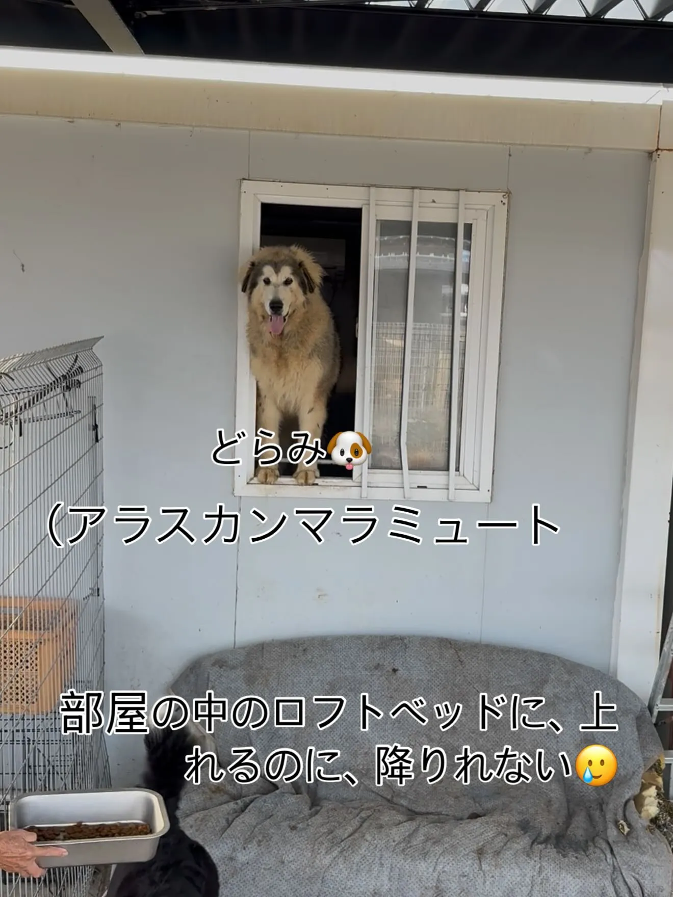どらみ救出🚒　毎朝の日課です😅