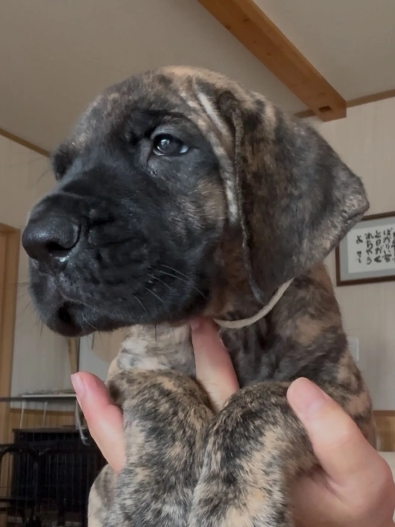 凄いグレートデンになりそうです！😌