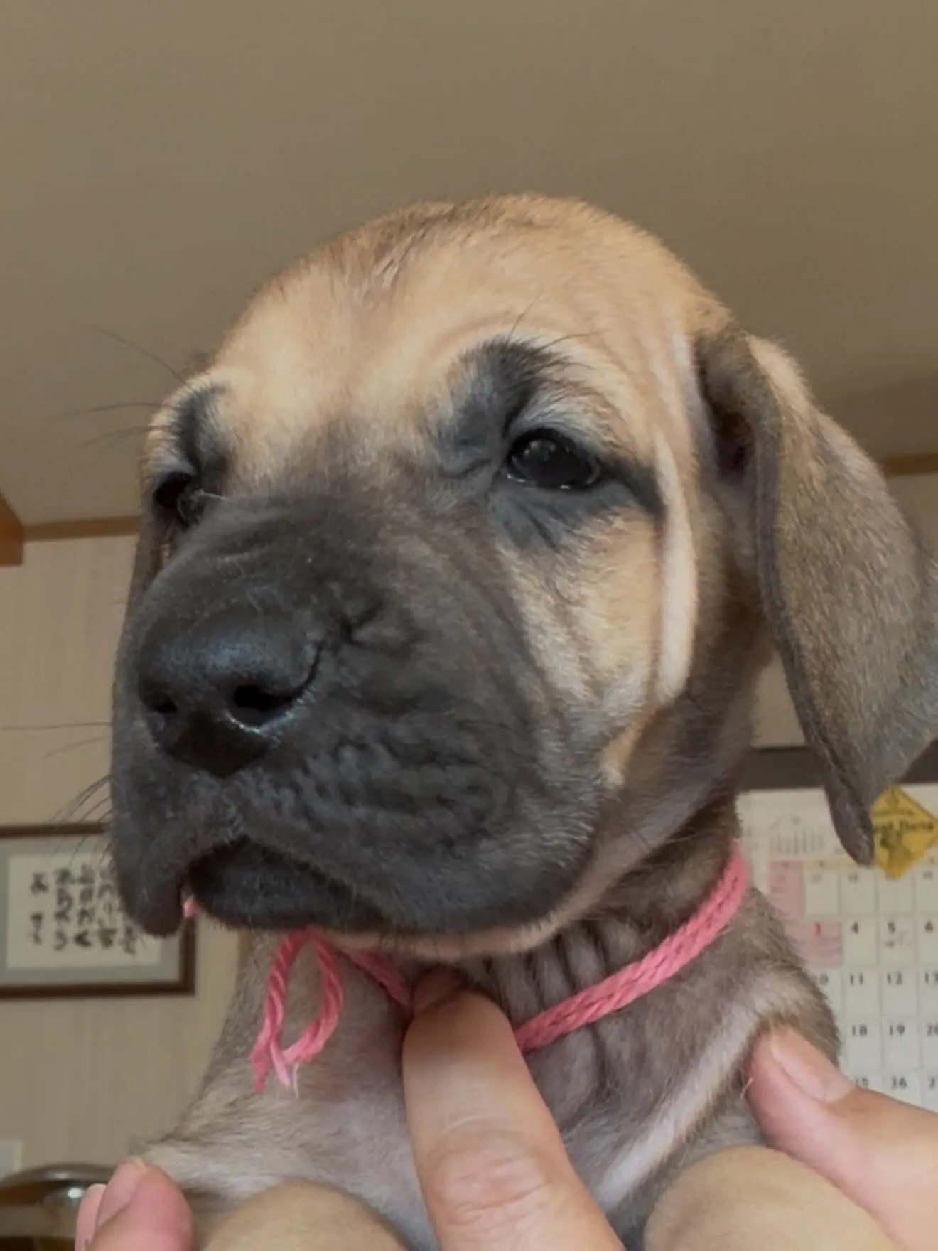 凄いグレートデンになりそうです！😌