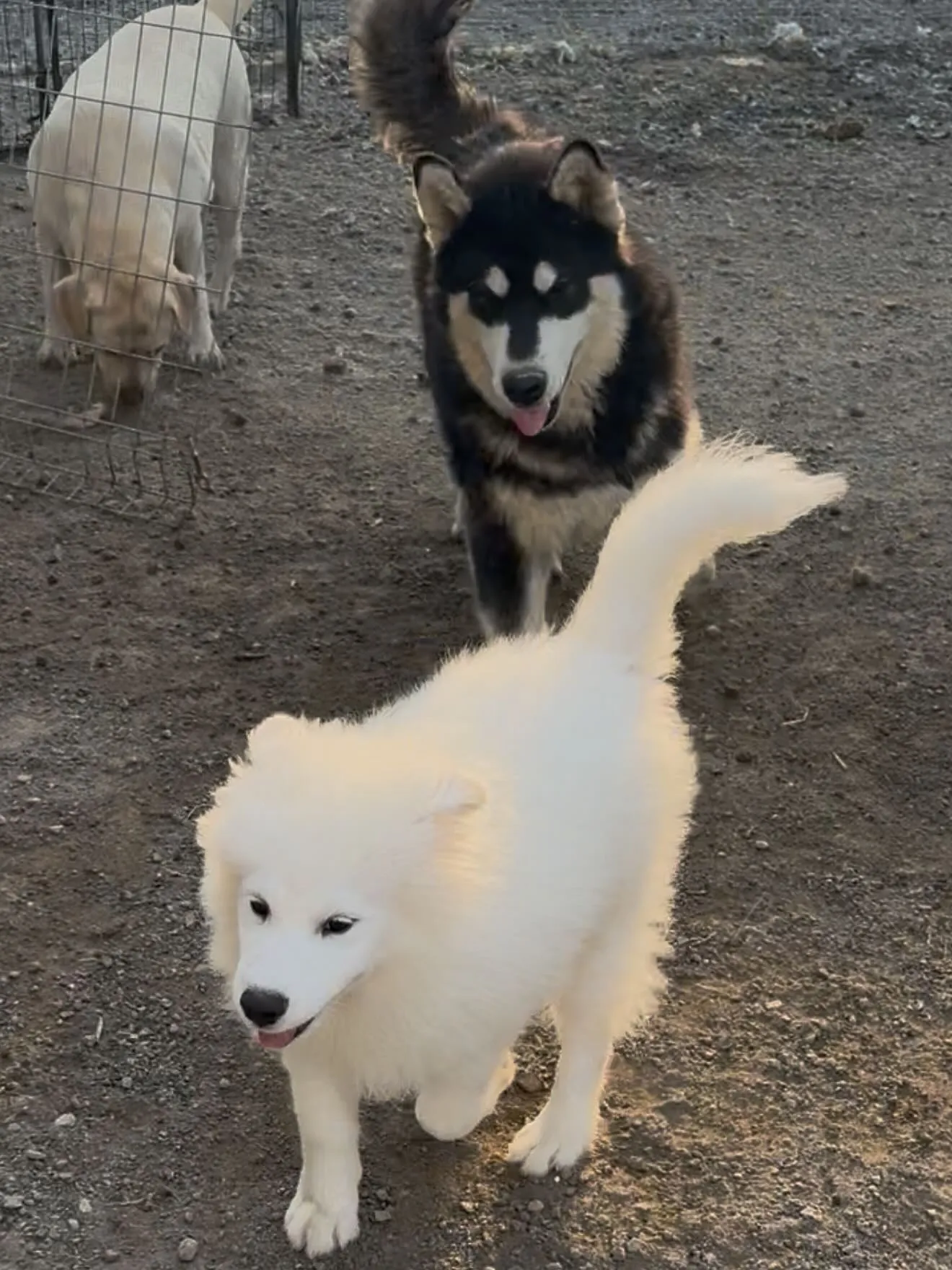 萌吉デビュー🐶