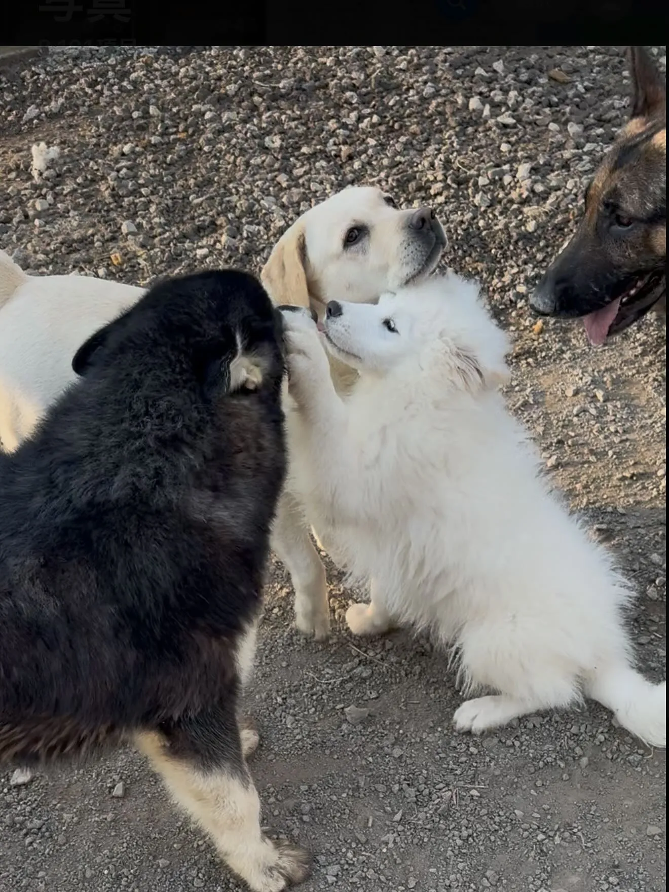 萌吉デビュー🐶