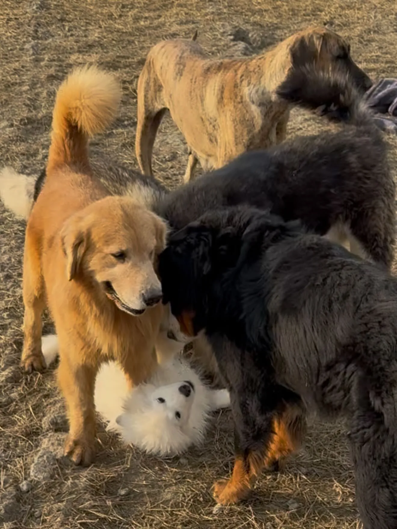 萌吉デビュー🐶