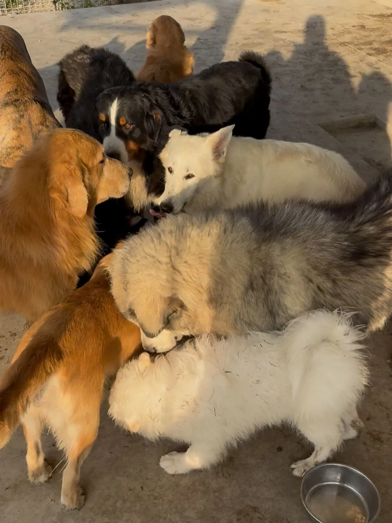 萌吉デビュー🐶