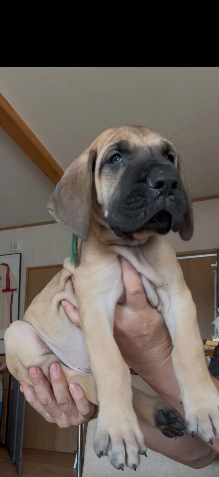 ご家族が決まりました。県内お客様ありがとうございました。