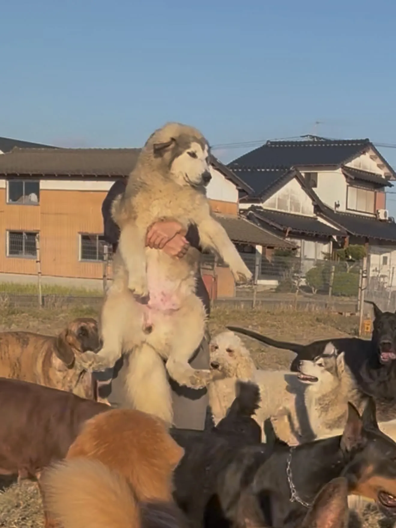 マラミュートで筋トレ😄