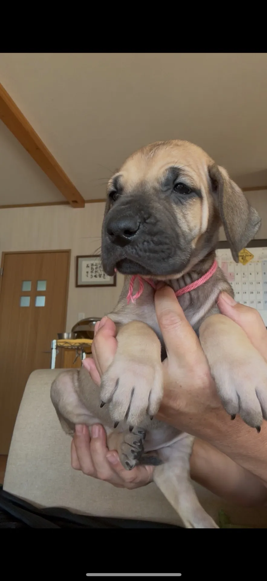 クリスマス特別大特価！血統抜群！グレートデン　女の子　27.8万円　