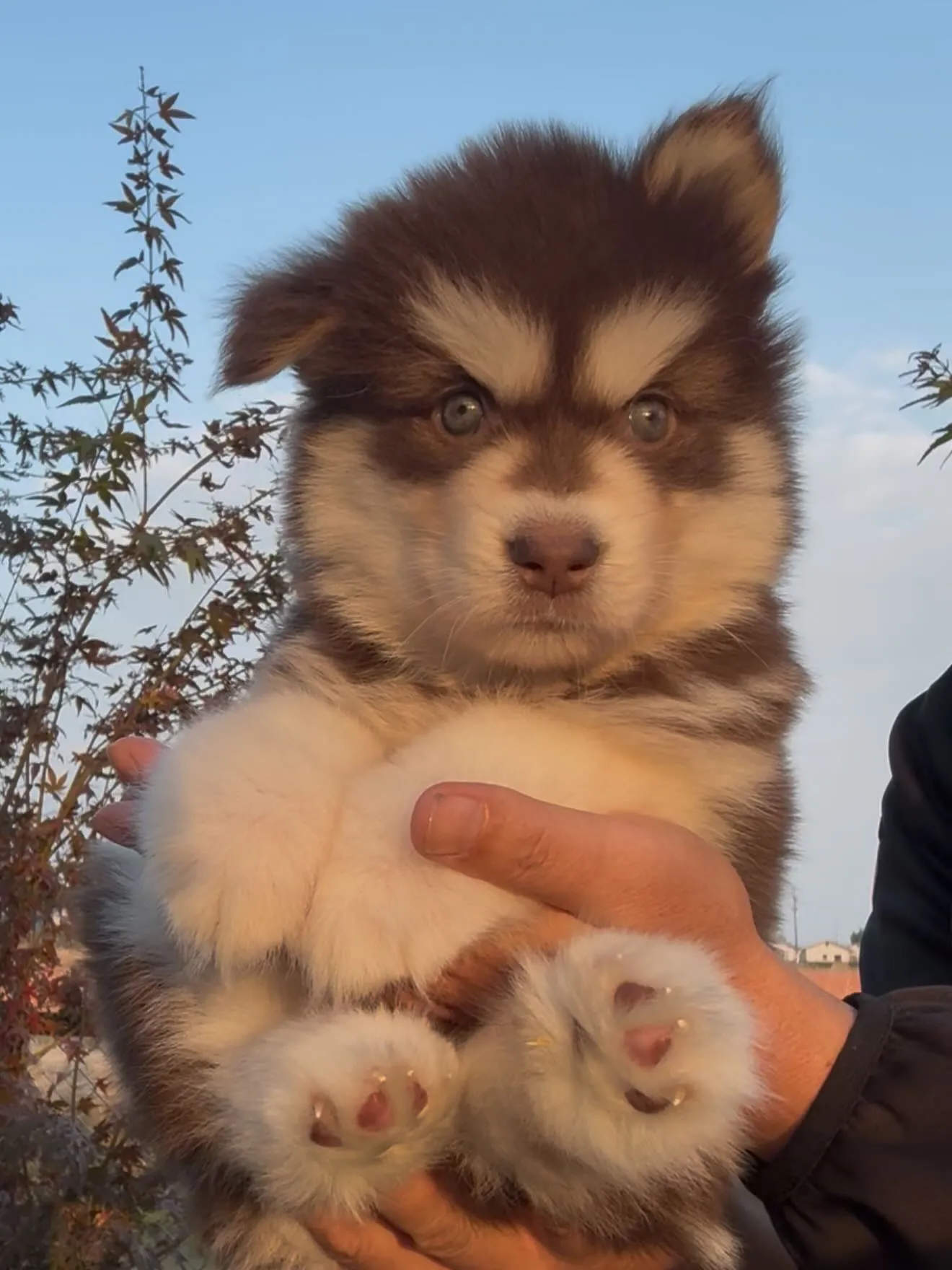キッドのお嫁さん🐶
