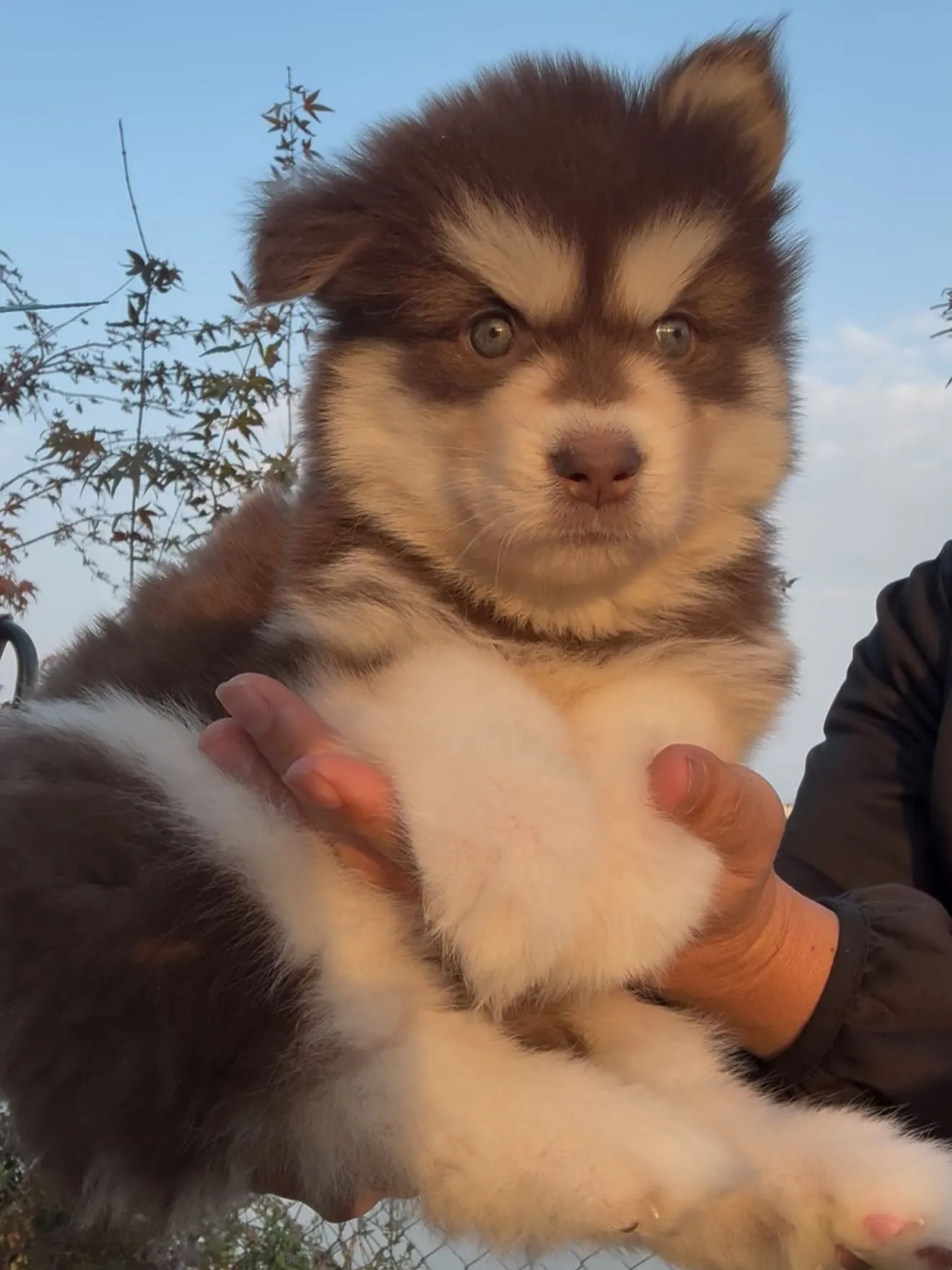 キッドのお嫁さん🐶
