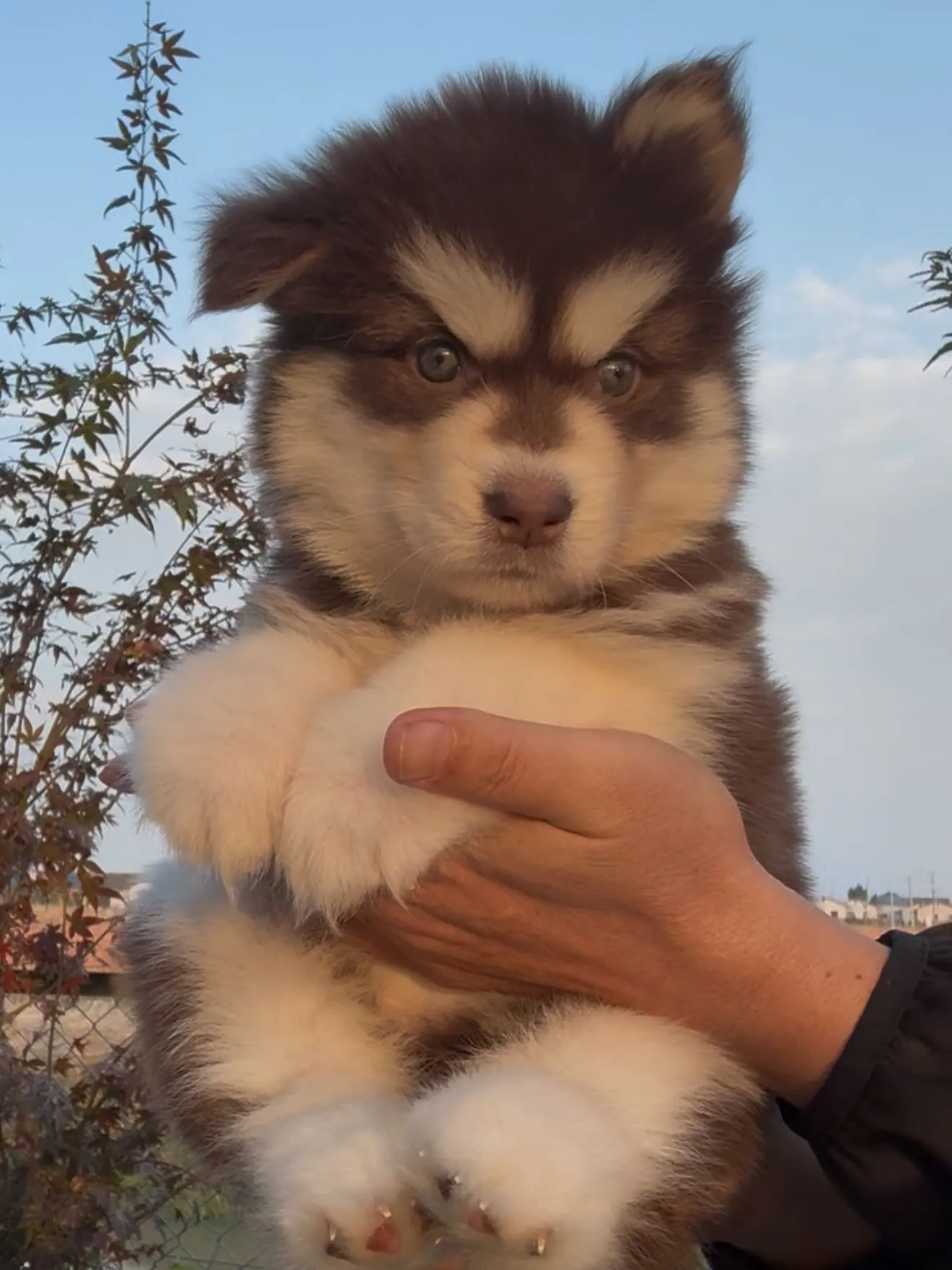 キッドのお嫁さん🐶